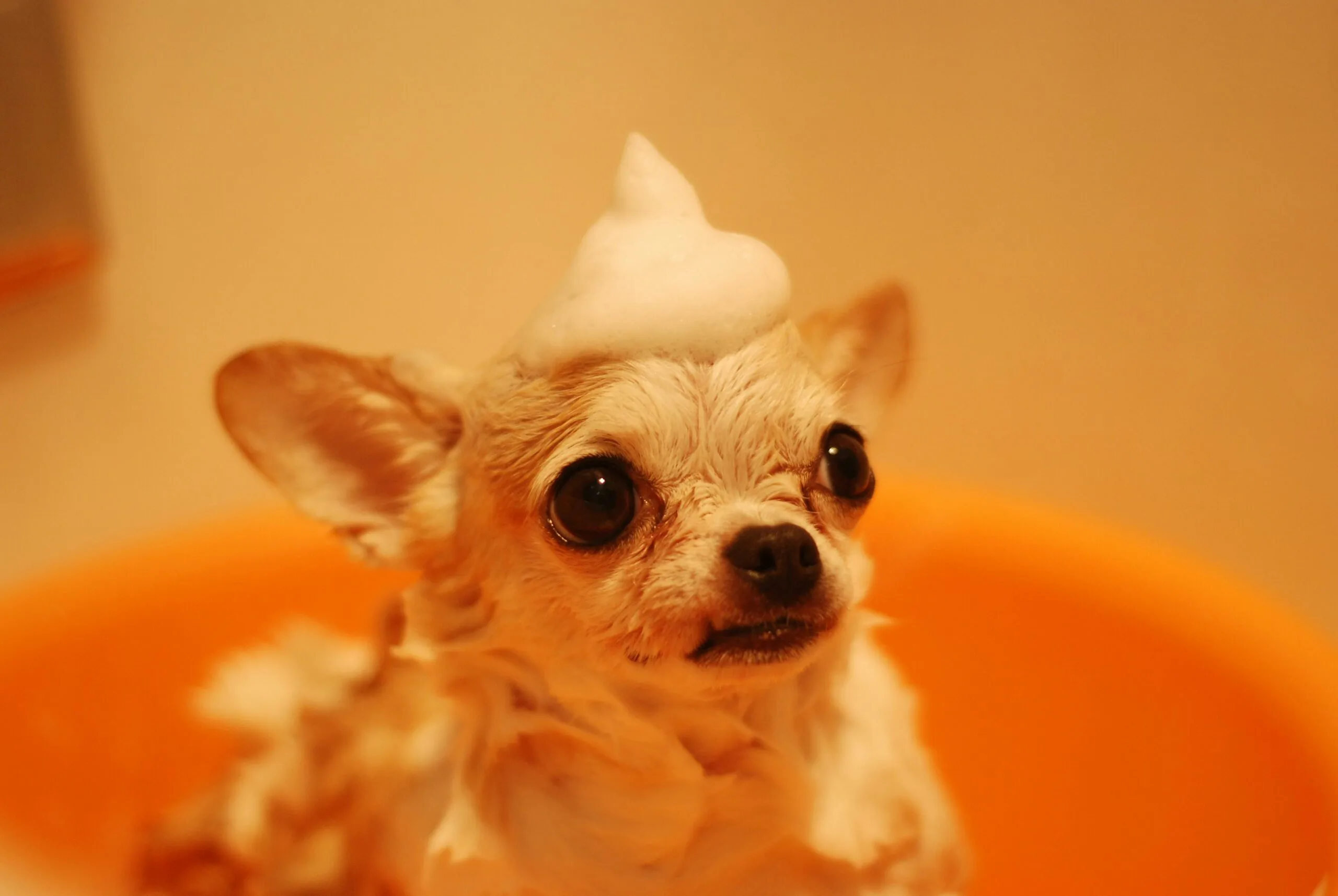 Expert Mobile Dog Grooming at Palm Beach – Trusted Care! Expert Mobile Dog Grooming at Palm Beach – Trusted Care!
