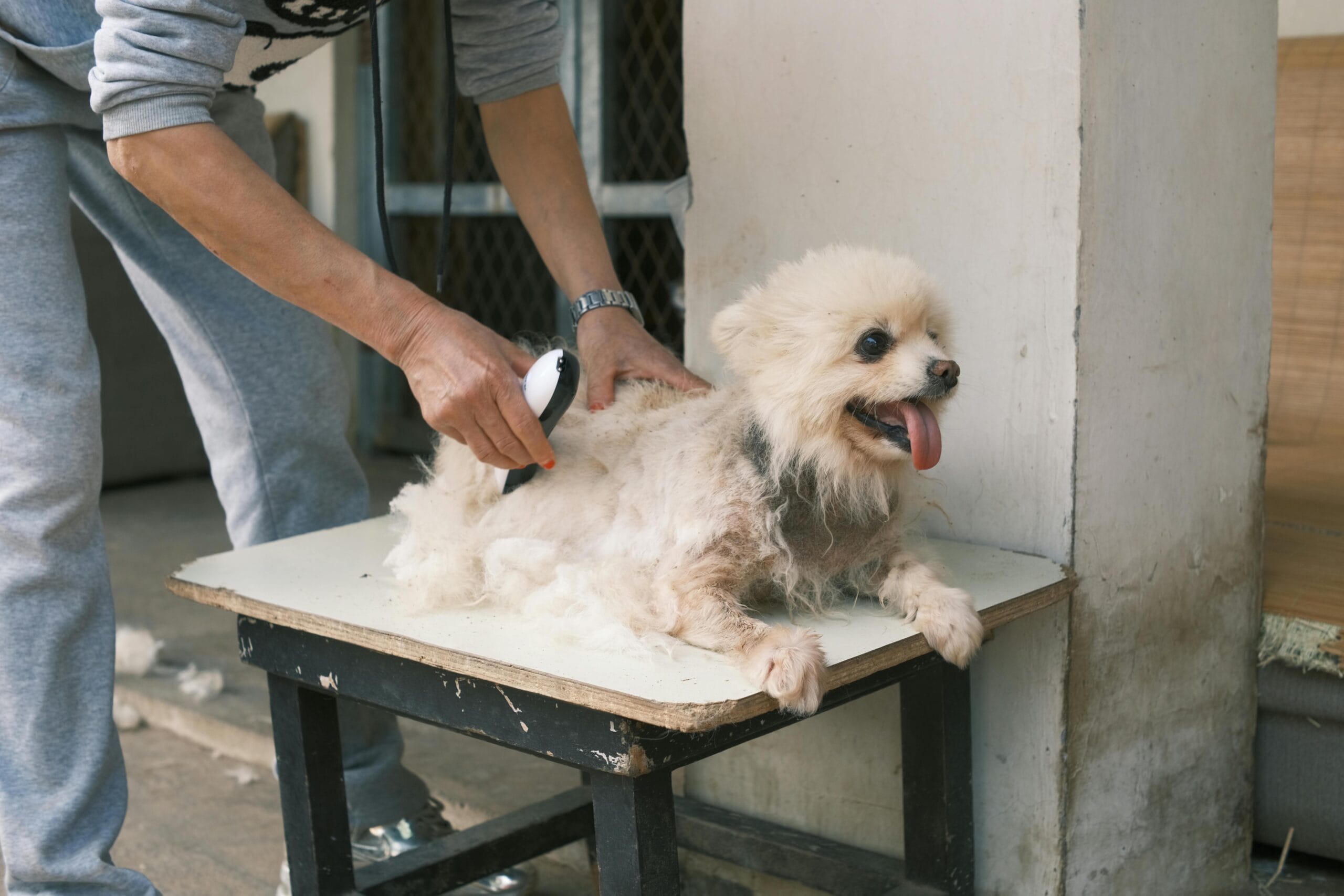 Sanitary Trim Dog Grooming – Convenient & Stress-Free Grooming at Your Doorstep Sanitary Trim Dog Grooming – Convenient & Stress-Free Grooming at Your Doorstep