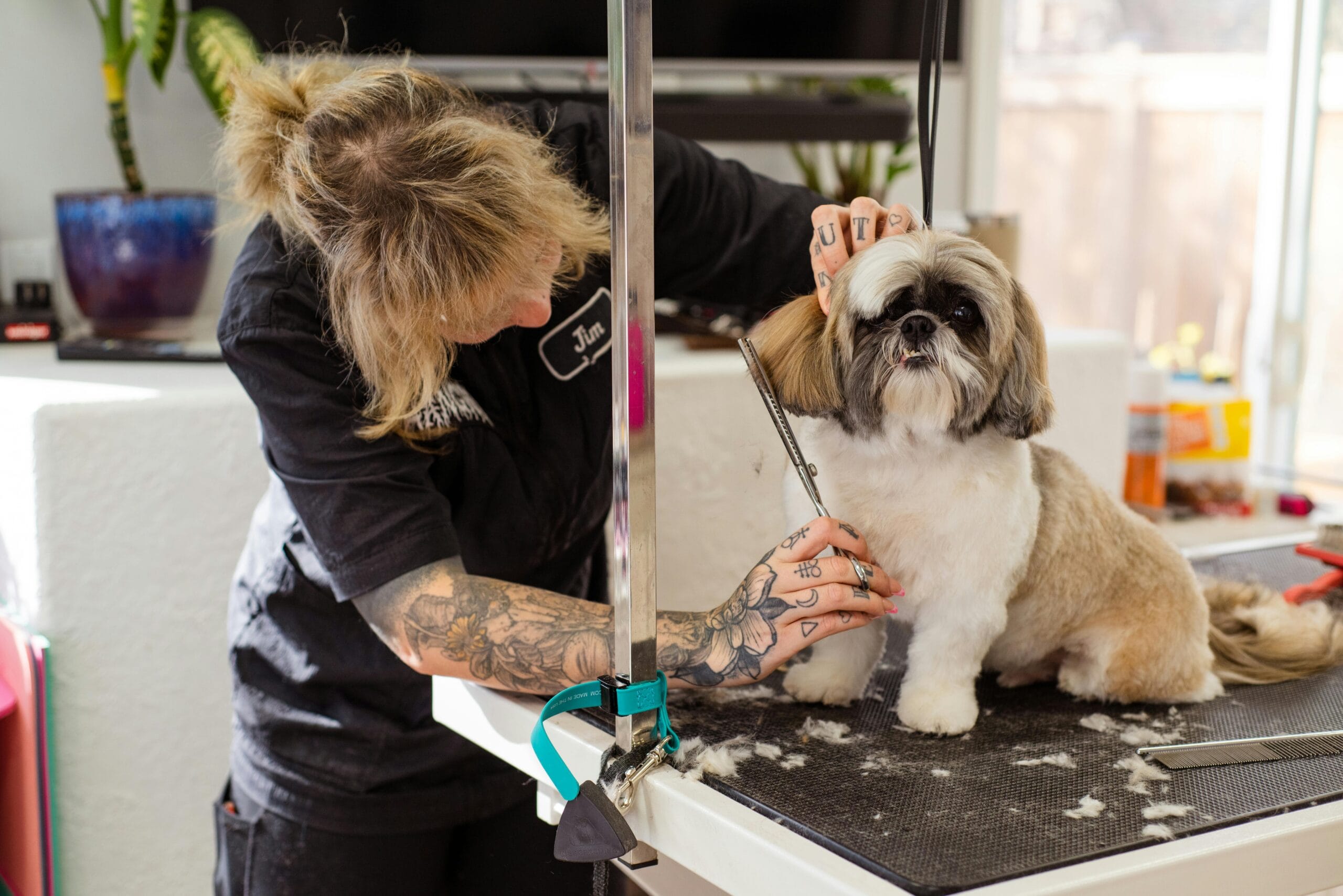 Sanitary Trim Dog Grooming – Convenient & Stress-Free Grooming at Your Doorstep Sanitary Trim Dog Grooming – Convenient & Stress-Free Grooming at Your Doorstep