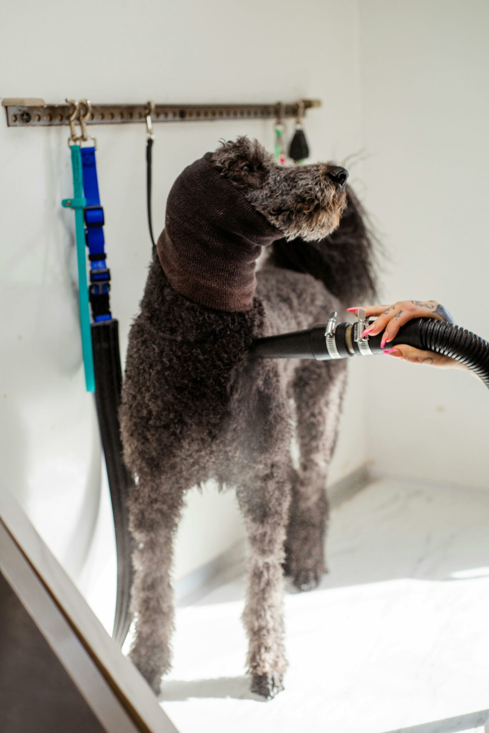 dog grooming doral dog grooming doral