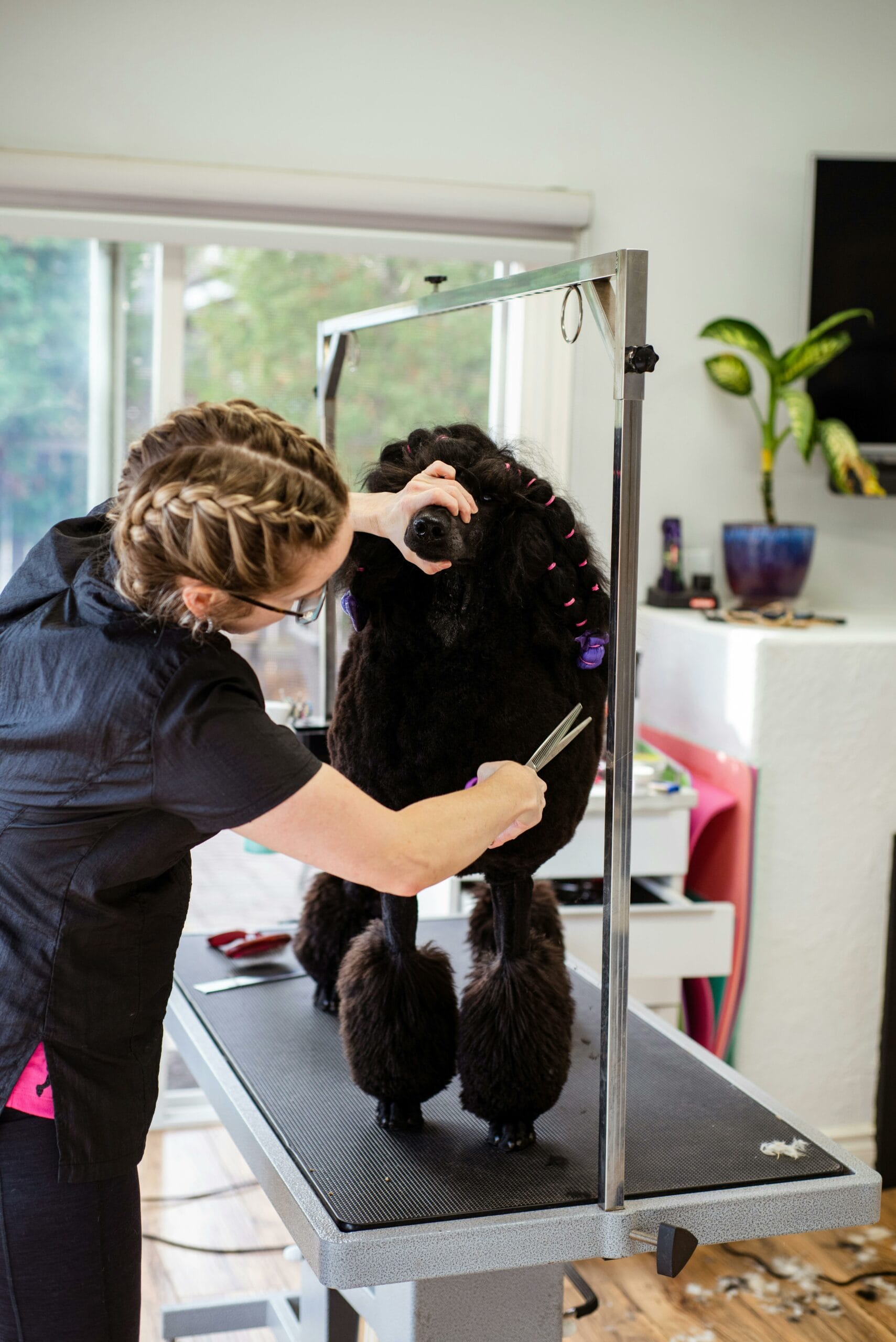 dog grooming doral dog grooming doral