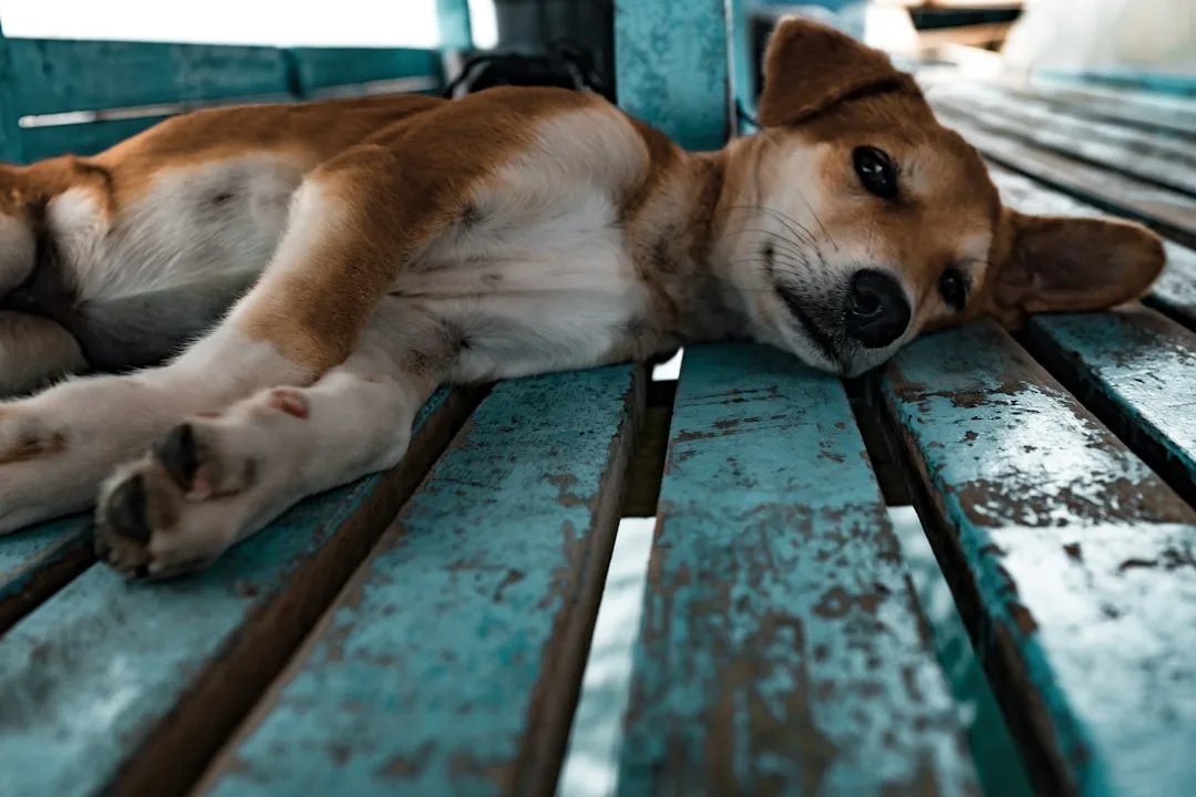 affordable dog dental cleaning near me affordable dog dental cleaning near me